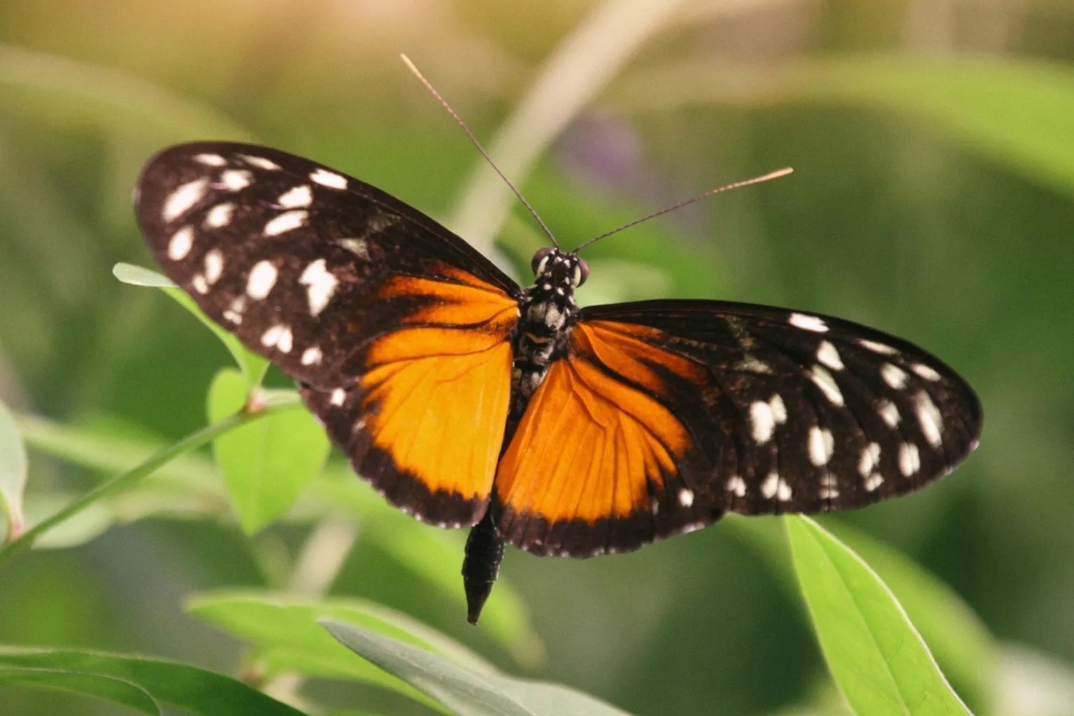 New study uncovers longevity secrets in pollen-eating butterflies